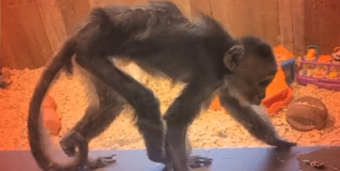 emaciated capuchin monkey