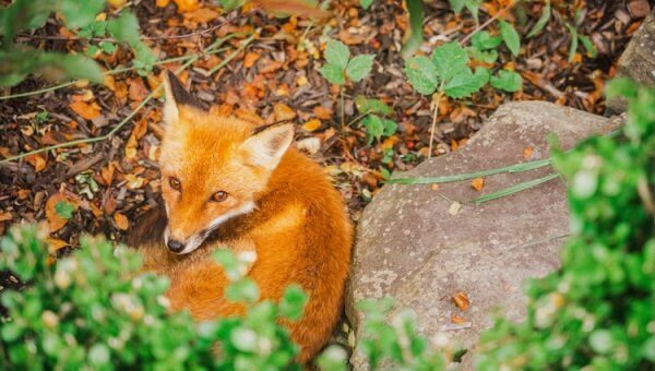 Red fox in bushes