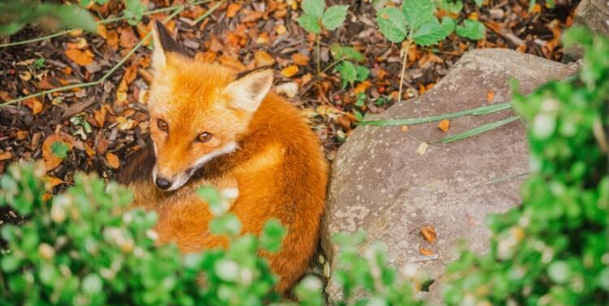 Red fox in bushes