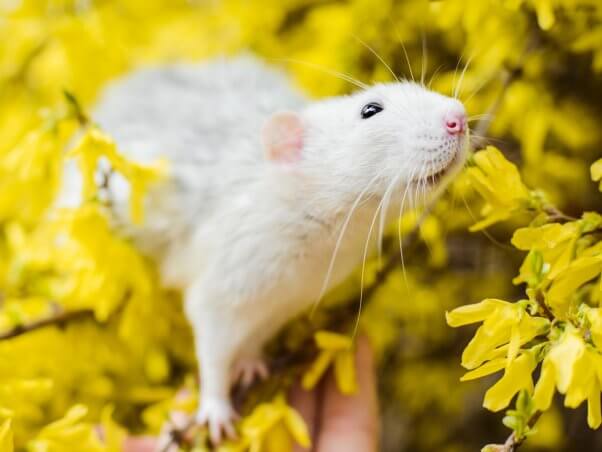 White rat in tree with yellow leaves