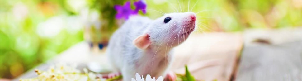 blommer chocolate bans animal tests peta victory happy mouse
