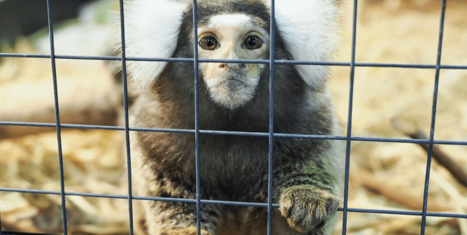 A marmoset in a cage