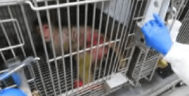 emory university monkey experiments exposed peta