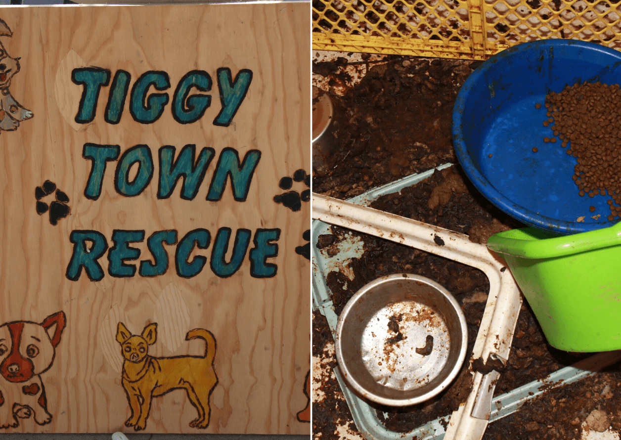 Dog town hot sale rescue