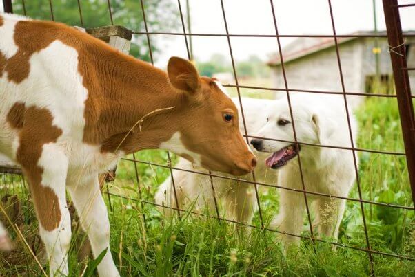 end of speciesism dog and cow look at each other