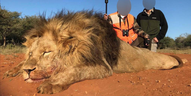 hunters and a dead lion in South Africa