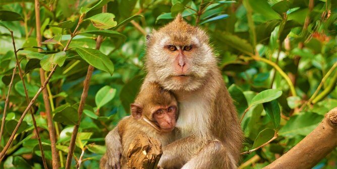 Long tailed macaque with baby in tree