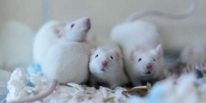 Mice rescued at Mass. SPCA