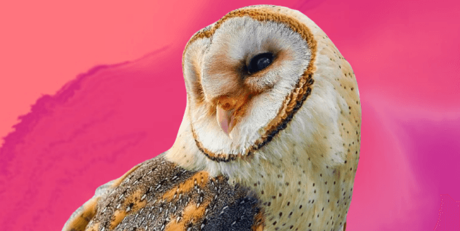 Barn owl with pink background