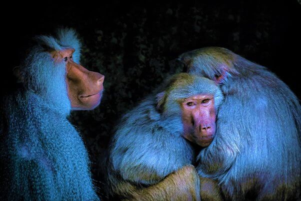 Three Baboons in blue lighting