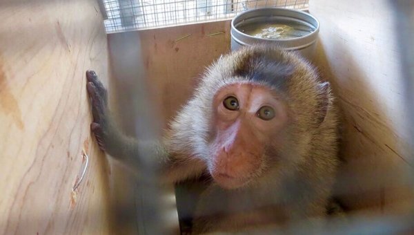 monkey in shipping crate