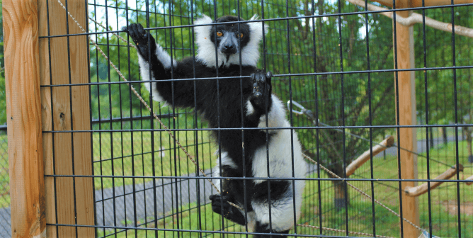 Black and white lemur in a cage looks out