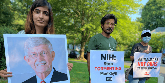 Francis Collins protest image