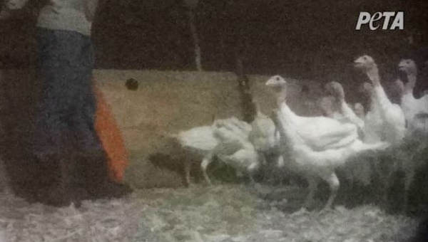 turkeys huddled together with worker holding orange bag