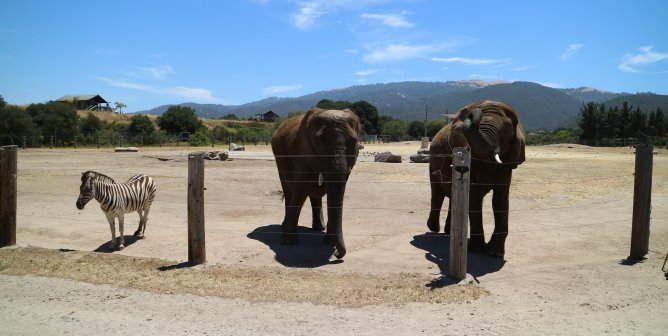 Monterey Zoo: USDA Withholds Records to Conceal Its Own Misconduct