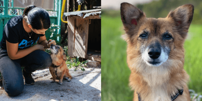 PETA Helps Romania Paulina before and after