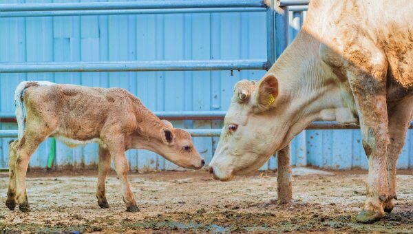 mother cow nearly touching noses with baby cow to show how Starbucks perpetuates immense cruelty to the animals via their vegan milk surcharge