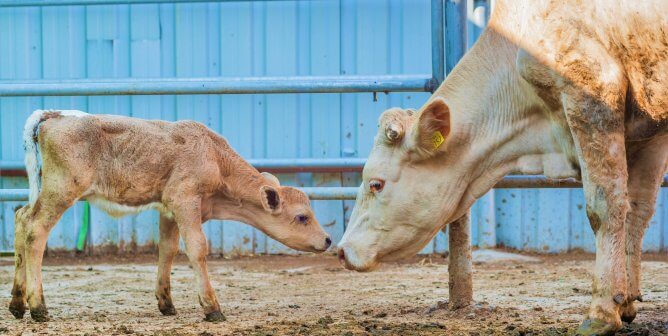 mother cow nearly touching noses with baby cow to show how Starbucks perpetuates immense cruelty to the animals via their vegan milk surcharge