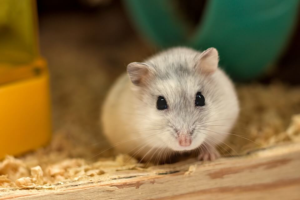 Syrian Hamster 101 - Breed Info And Care Sheet