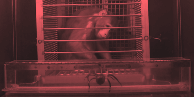 Monkey scared with fake spider at NIH