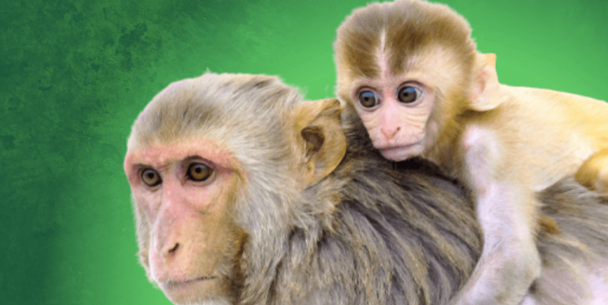 Mother and baby Rhesus Macaque