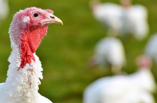 Turkey in field with friends