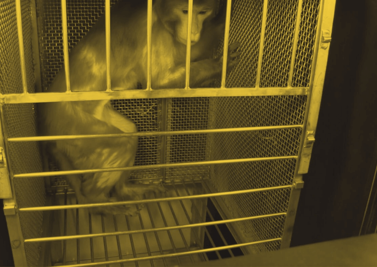 Monkeys in Elisabeth Murray’s Lab: Agony, Misery, and Death - Pet Stock ...