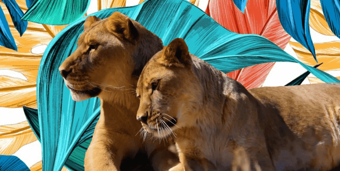 Rescued "Tiger King" roadside zoo lions cuddle together