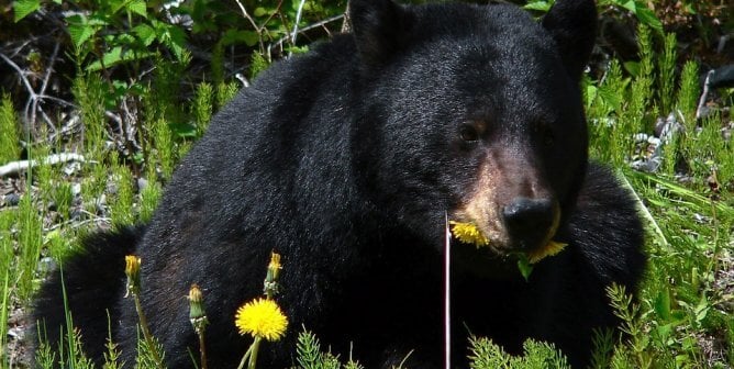 Black bear at national park eating dandelions