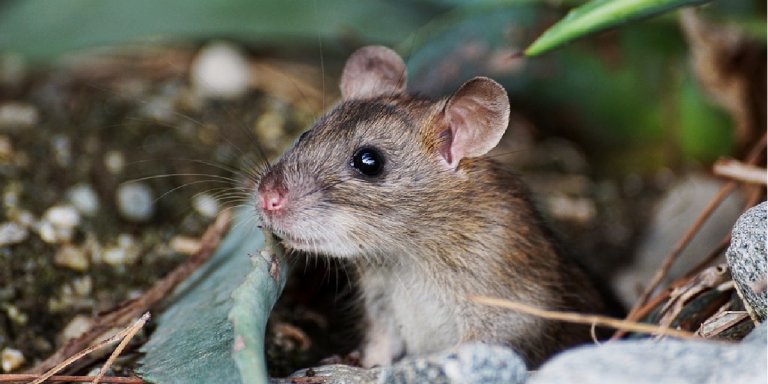 Autism Experiments on Mice Known as a ‘Main Setback’ - My Blog