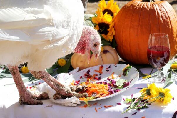 Happy turkey eats veggies at Thanksvegan 2021