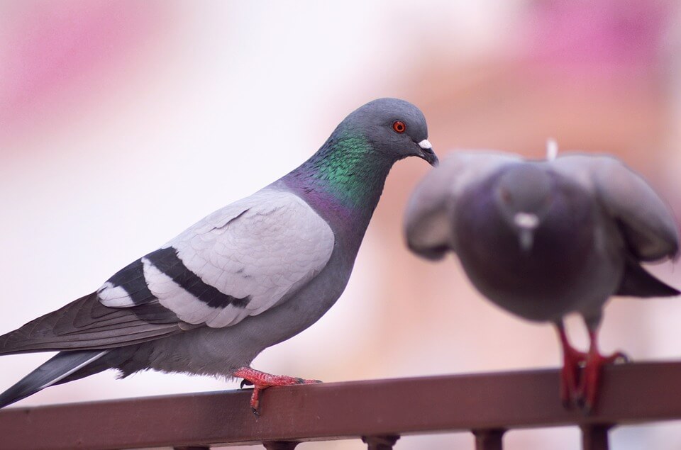 Urgent: Speak Out Against Alleged Bird Poisoning In Nevada! 