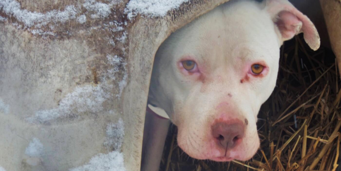 White dog in snow covered house outdoors