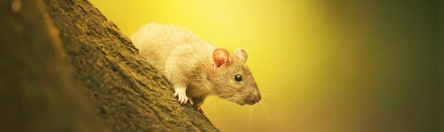 Rat on tree with yellow background