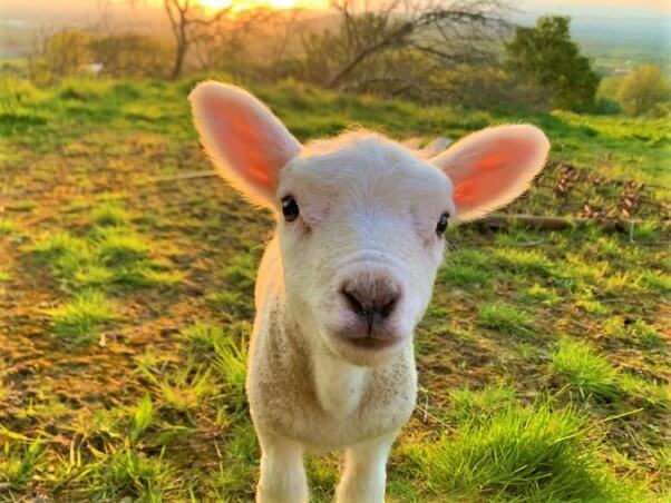 Small lamb looks at camera