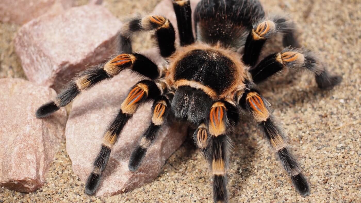 17 Tarantula Accessories: (Must-Have + Nice-To-Have) – Cool Pets