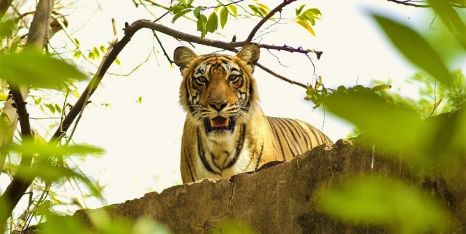 Tiger looks at camera over ledge