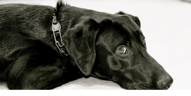 A black dog in a chain collar