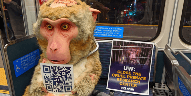 Roving ‘Monkey’ Rides the Rails Through Seattle