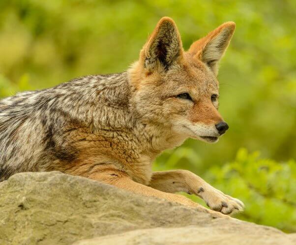Coyote on a rock