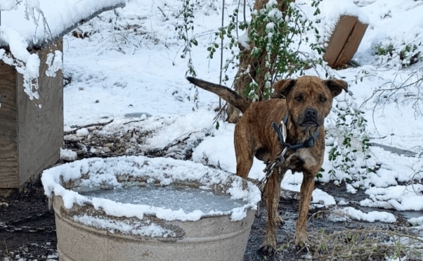 small brown dog with frozen water bowl