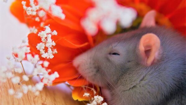 Rat sleeping on orange flower