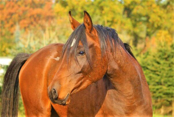 Tioga Downs Arsonist Sentenced To 15 Years In Prison | PETA