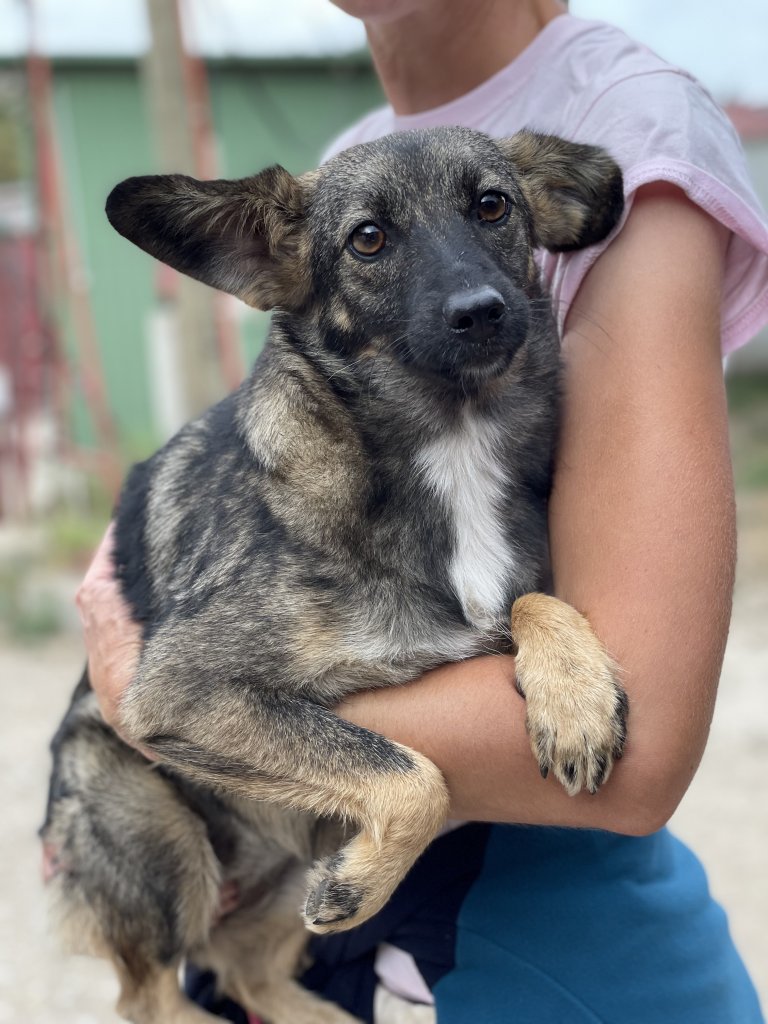 PETA Germany’s Latest Rescues From Ukraine | PETA