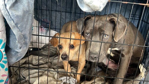 Two dogs in crate Charlie and Diamond rescued by PETA