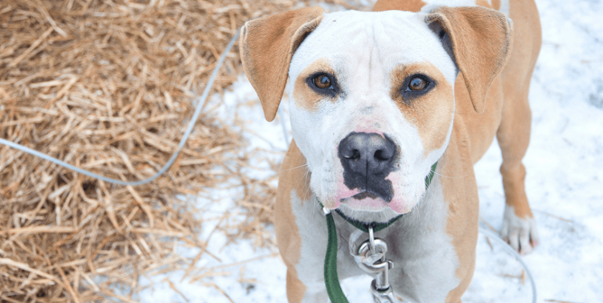 Cold white and brown dog in snow