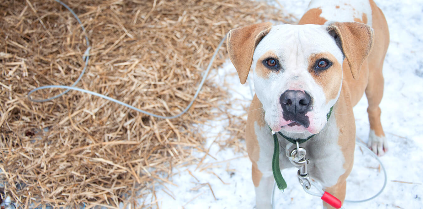 Pit bull gets hypothermia after tied to fence outside shelter