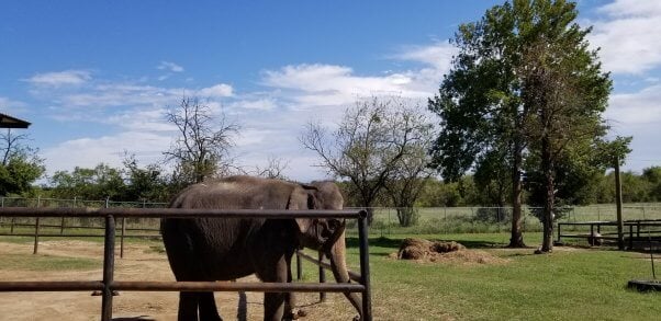 woman disfigured in elephant attack at endangered ark foundation