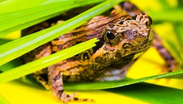 Spotted frog pokes out of grass