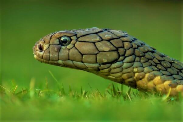 Profile of king cobra snake